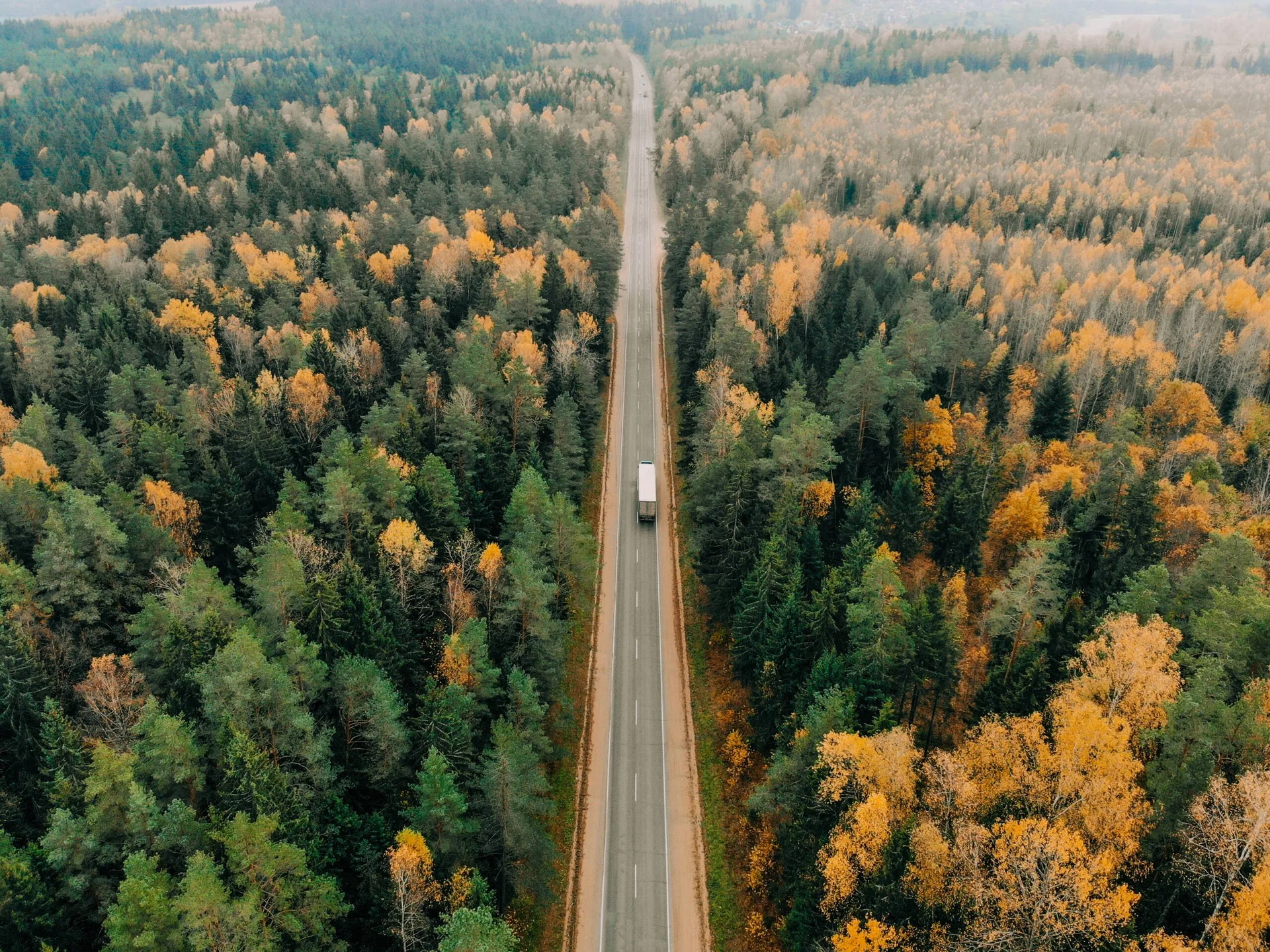 Una carretera atraviesa el bosque